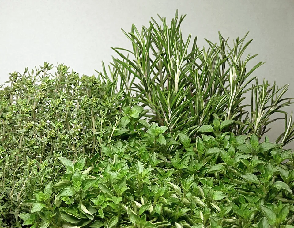 Guar Gum - representative image from our Herbs range