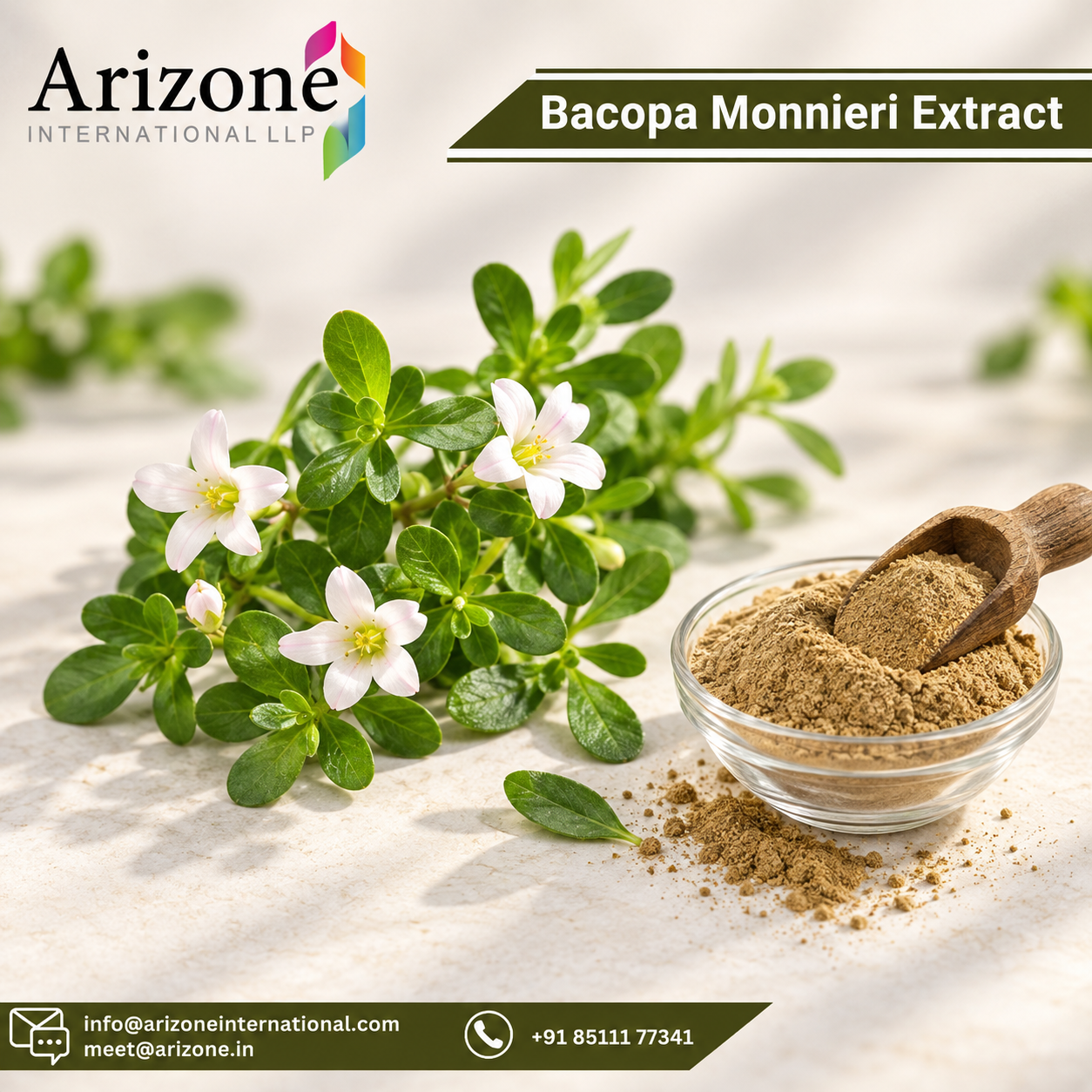 Bacopa Monnieri Extract photo 2