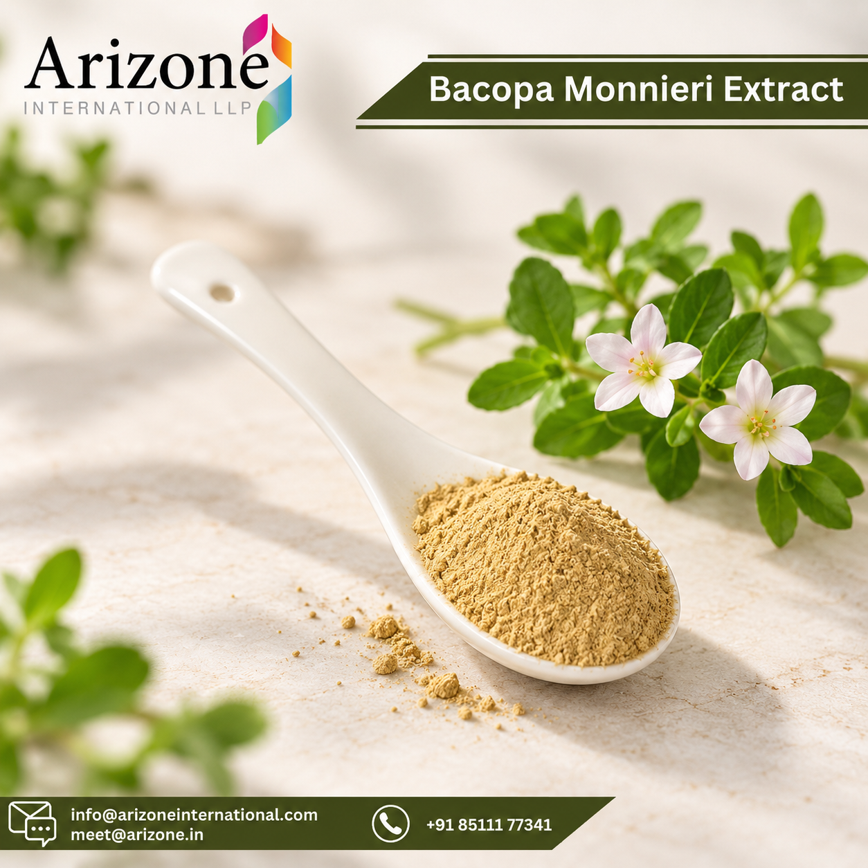 Bacopa Monnieri Extract photo 3