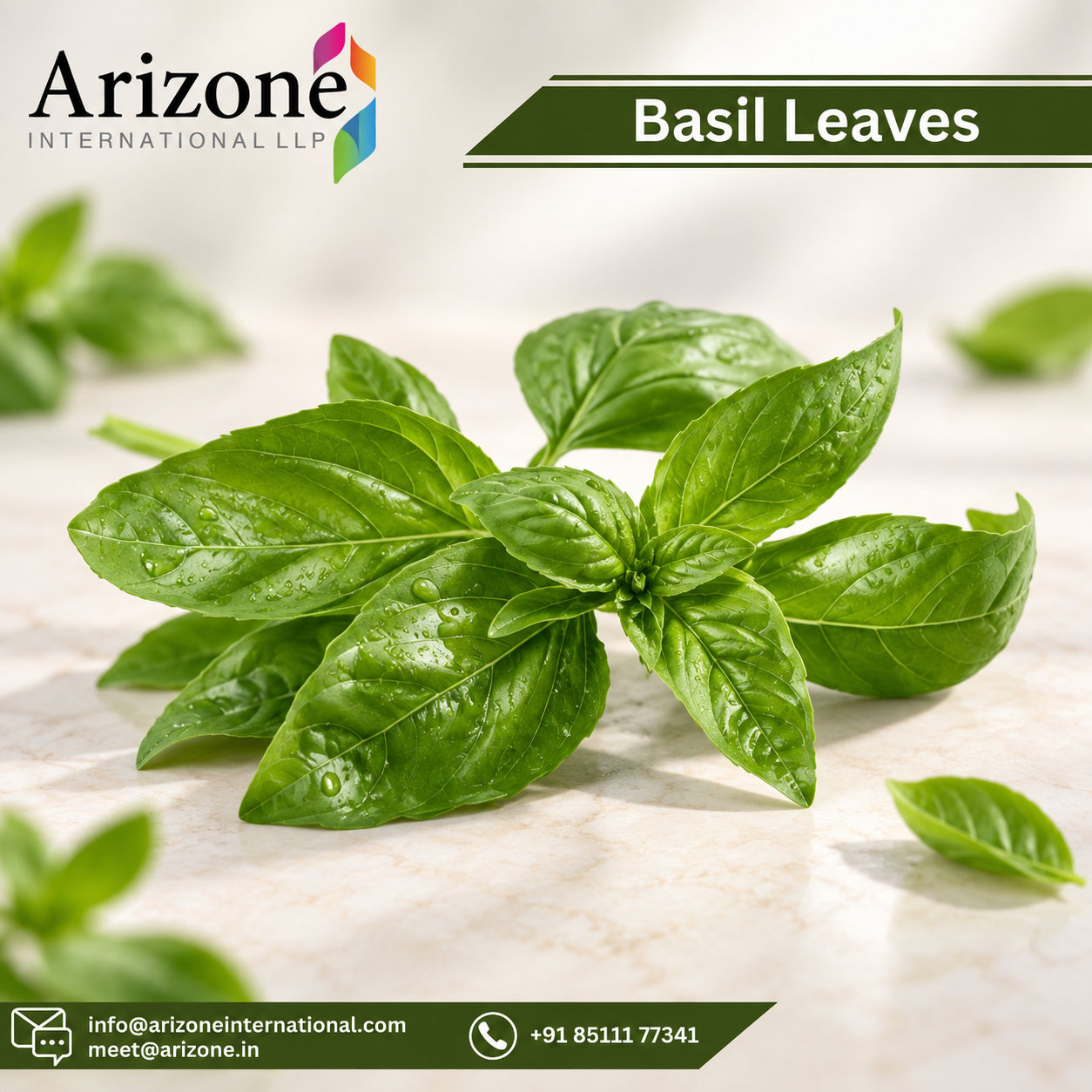 Basil Leaf Capsules