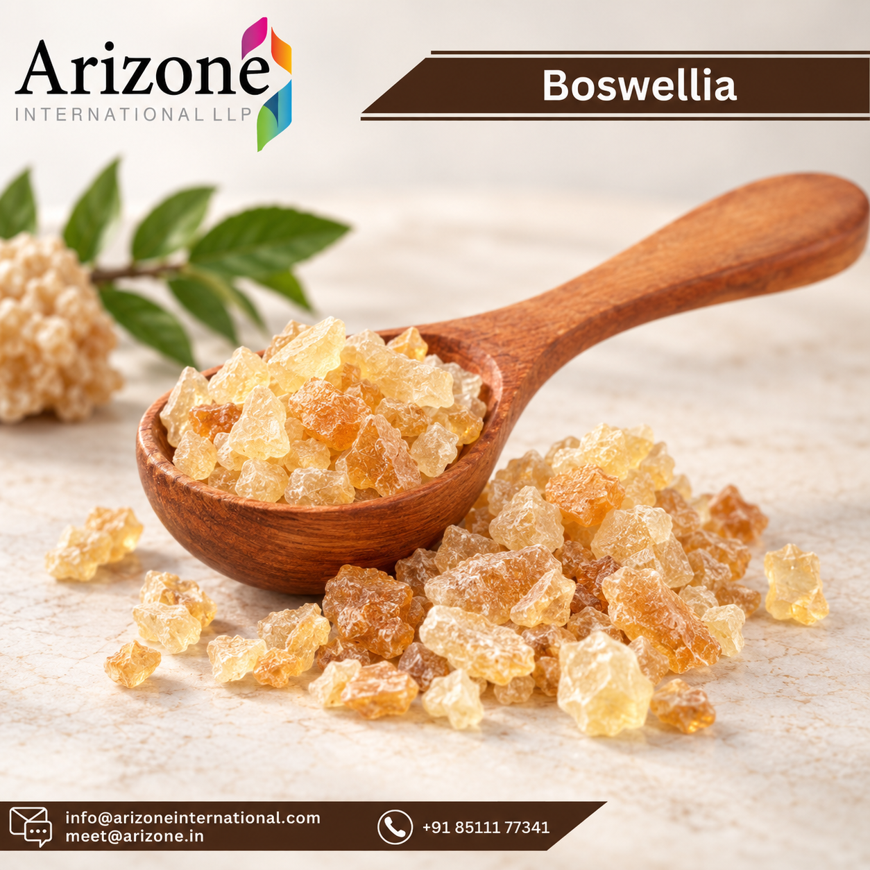 Boswellia Serrata Extract photo 2