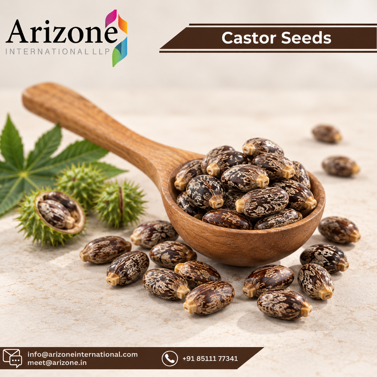 Castor Seed photo 2
