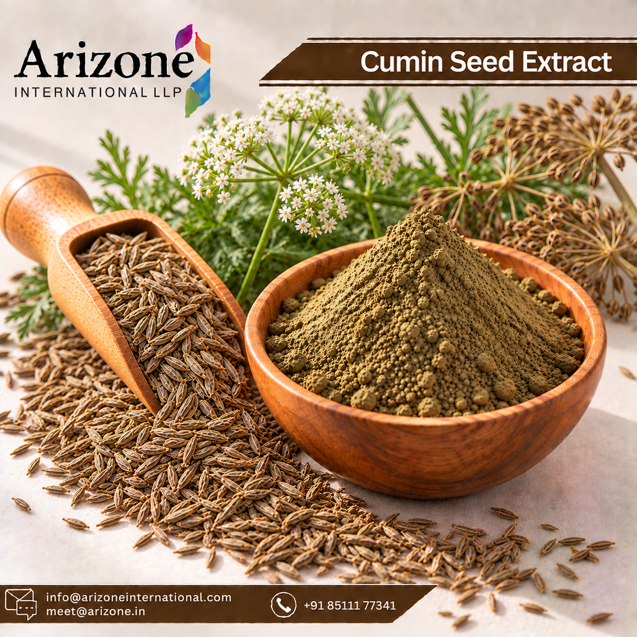 Cumin Seed Extract