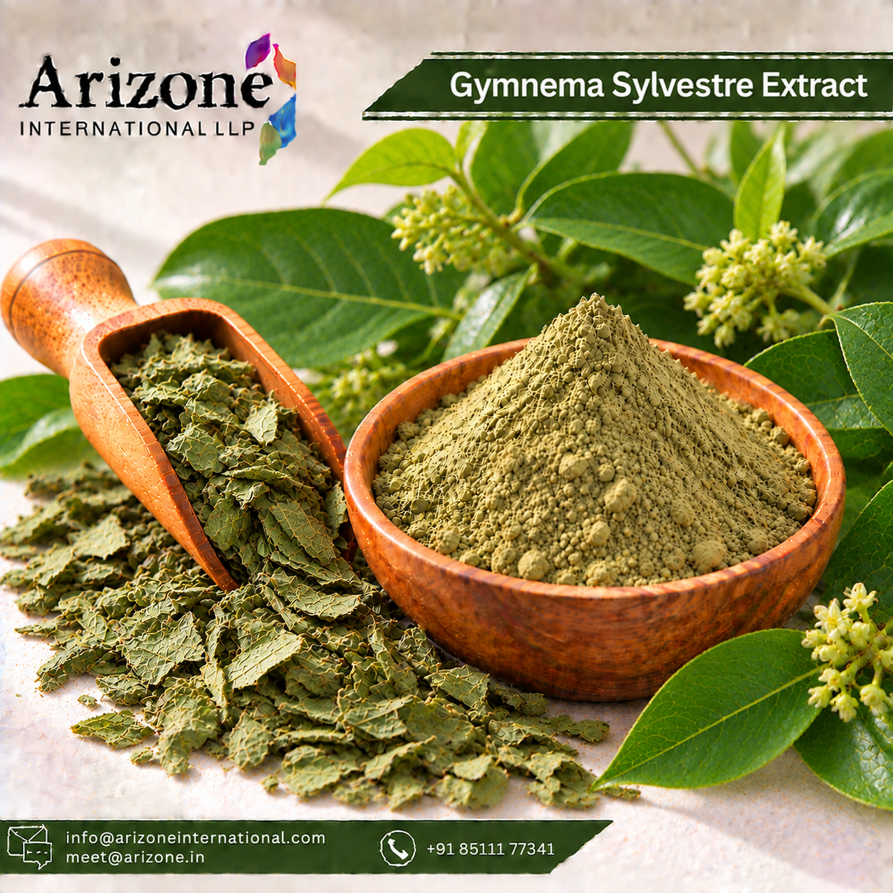 Gymnema Sylvestre Extract
