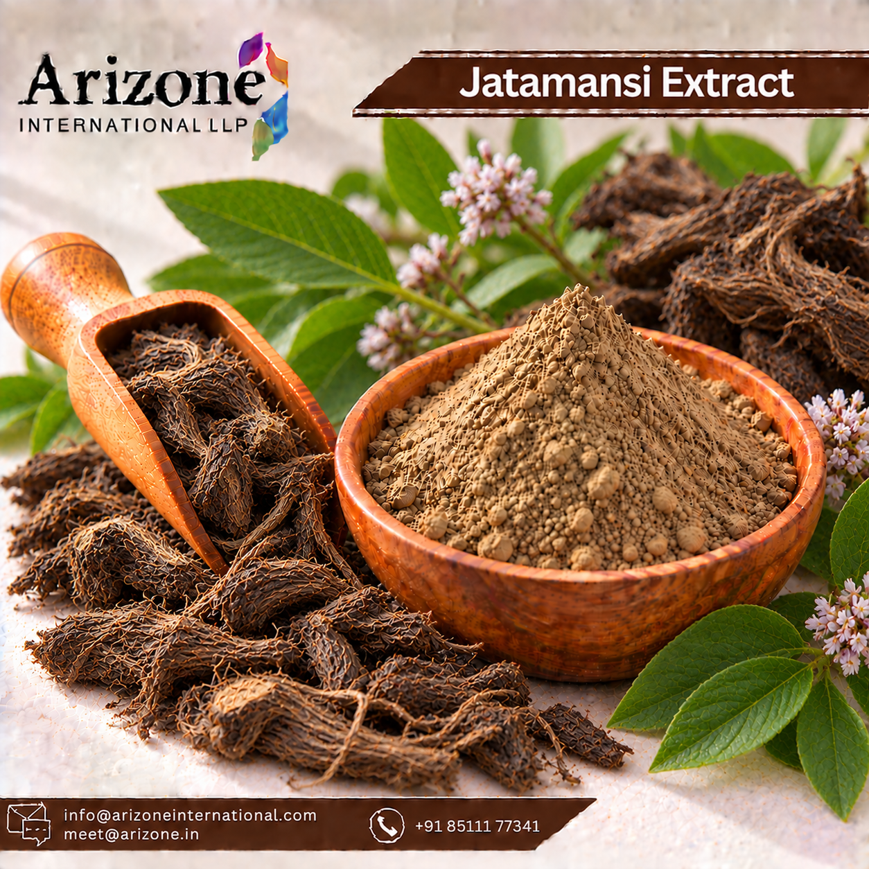 Jatamansi Extract