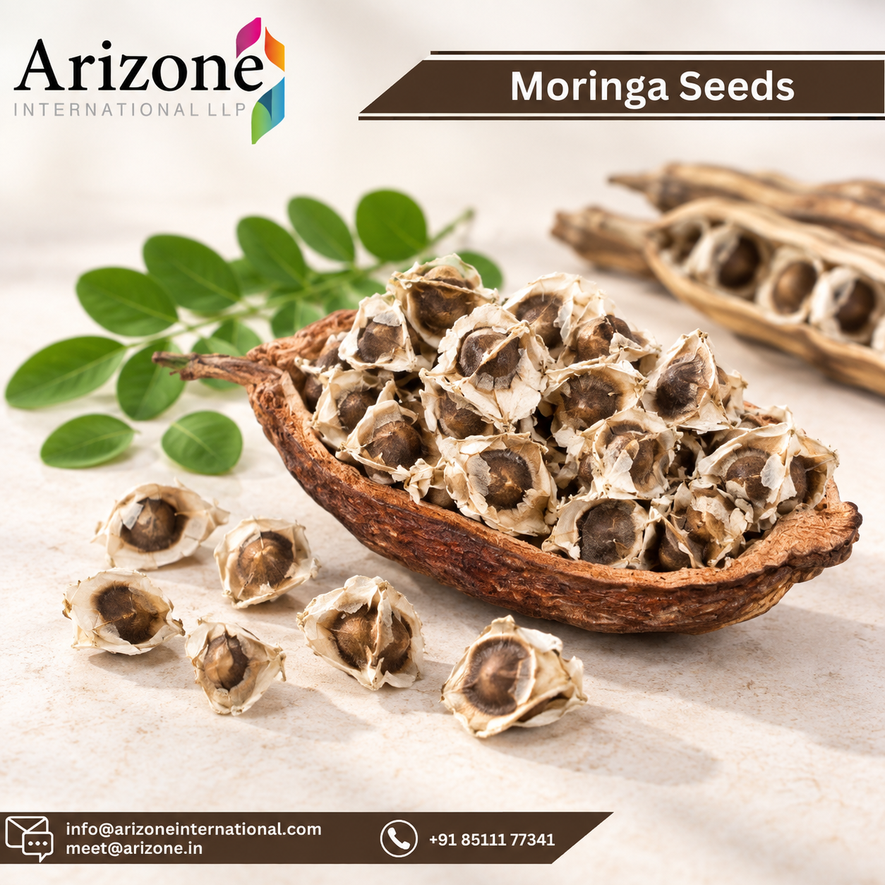 Moringa Seeds Powder photo 3